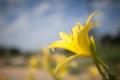 IMG_4609 dreamy yellow lily